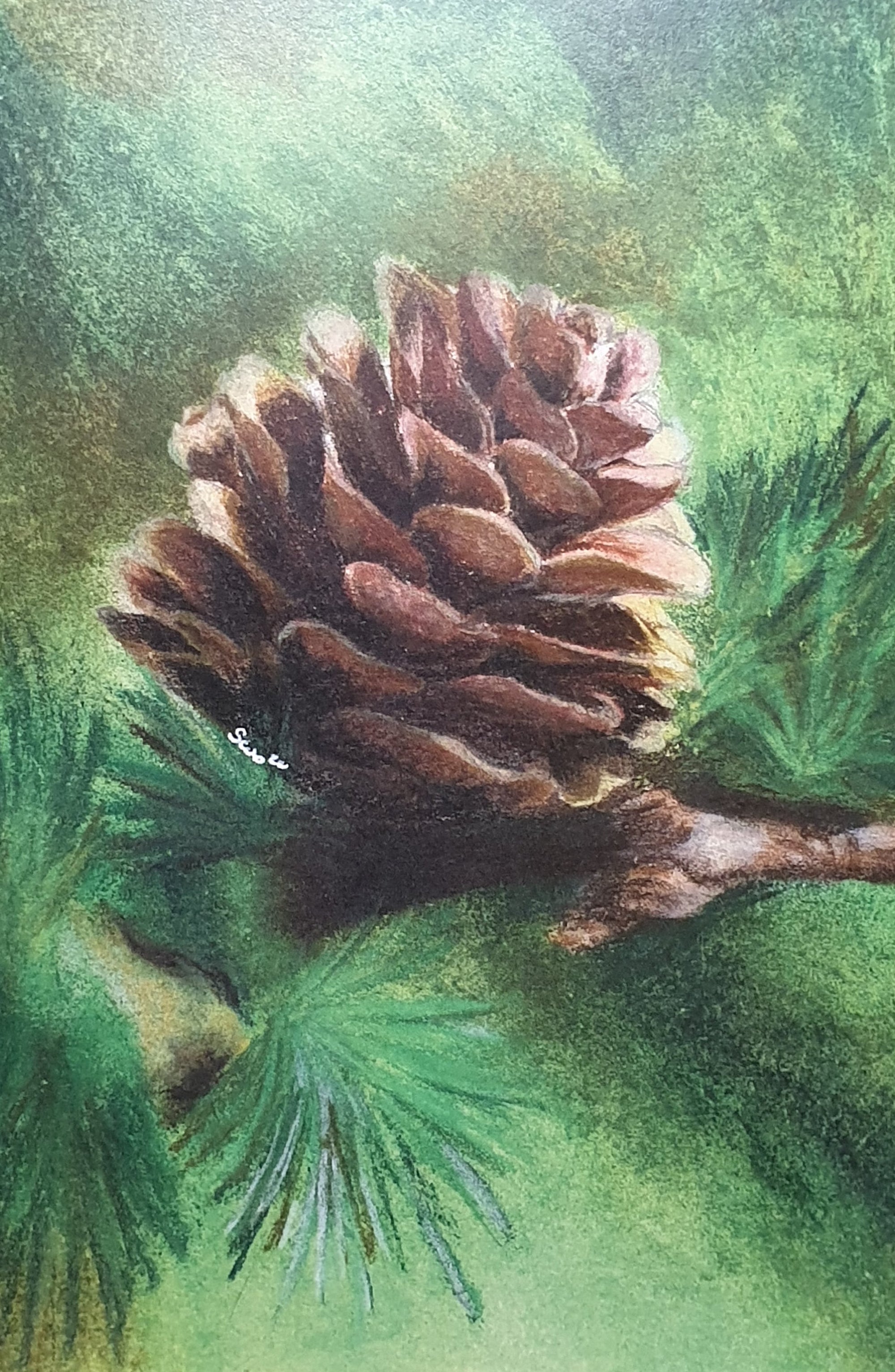 Pinecone Greetings Card