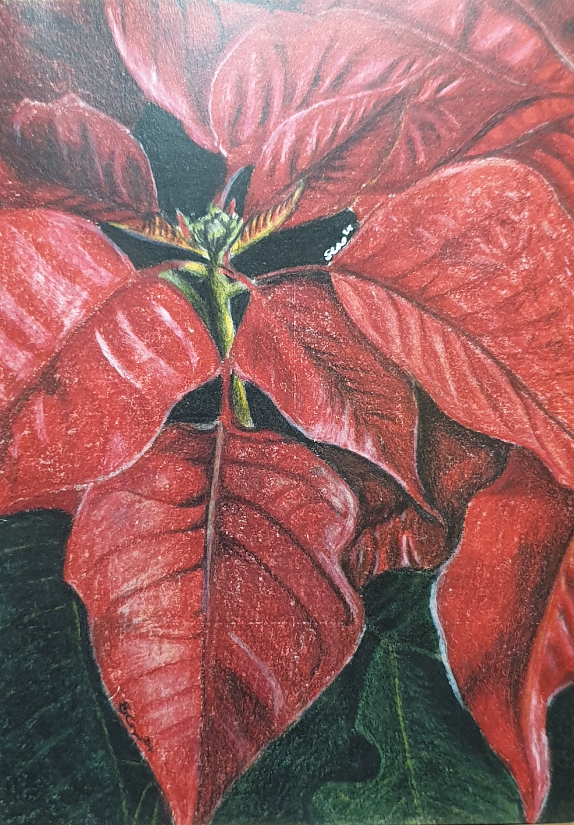 Poinsettia Greetings Card