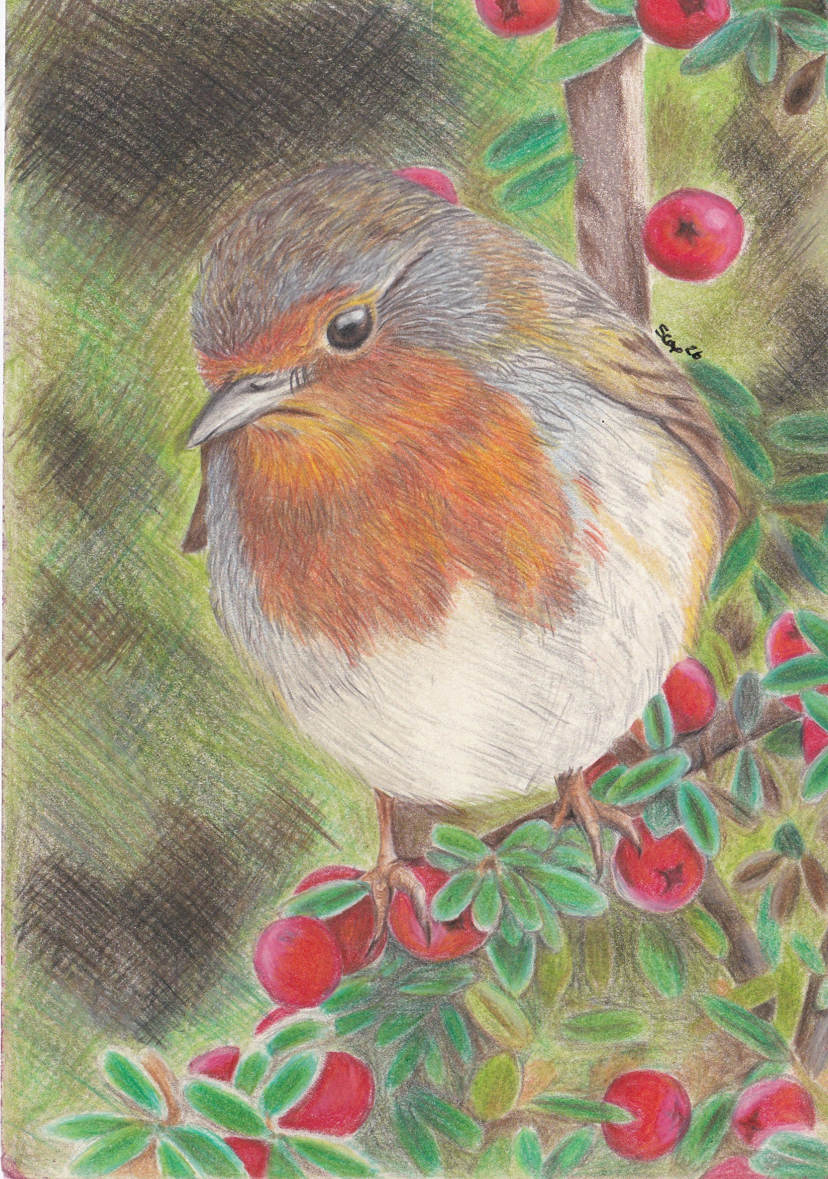 Robin and Holly in Coloured Pencils