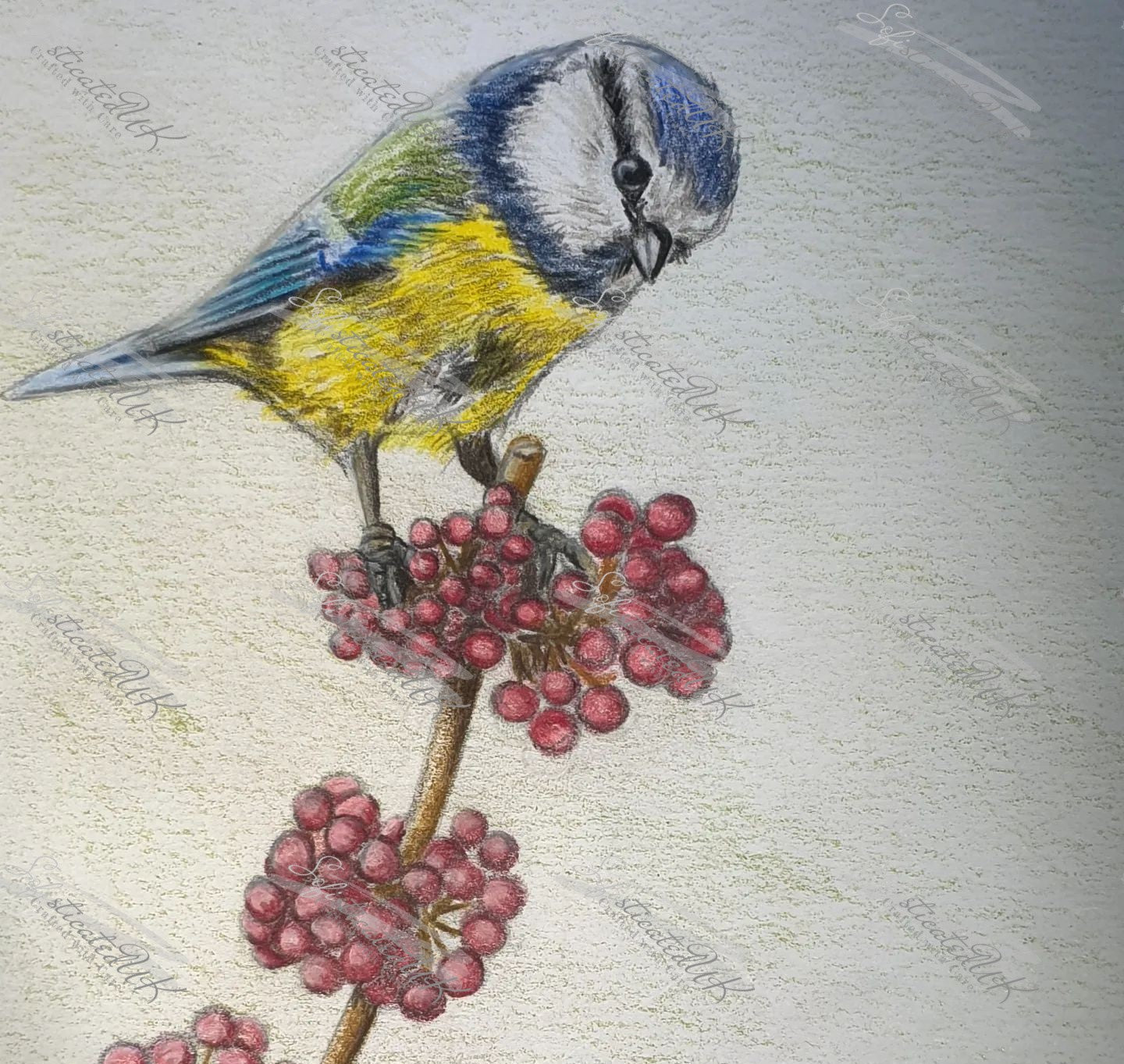 Fluffy Blue Tit fine art print