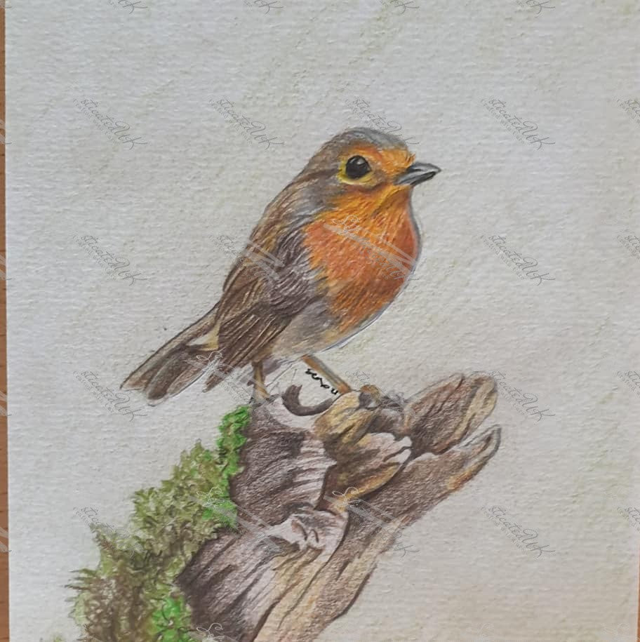 Curious Robin fine art print