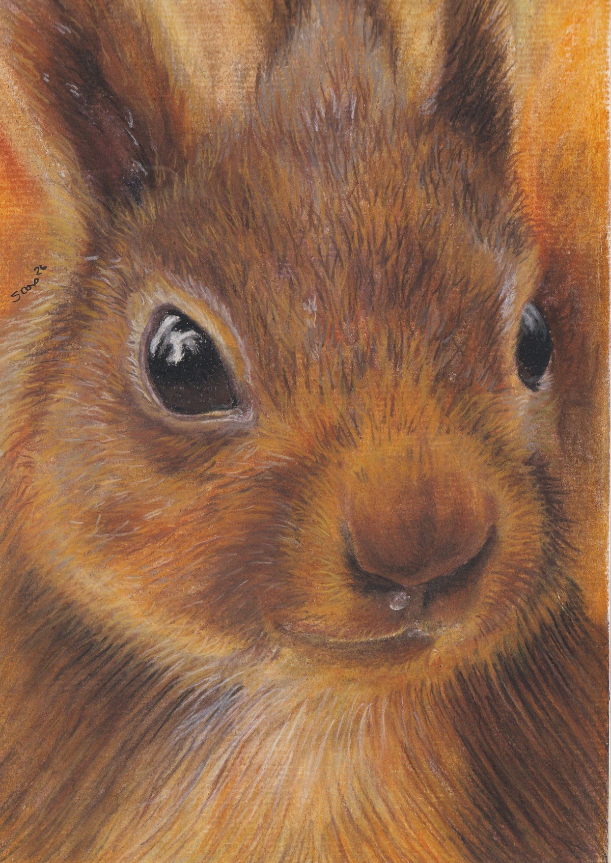 Curious Squirrel