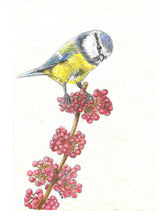 Load image into Gallery viewer, Fluffy Blue Tit fine art print
