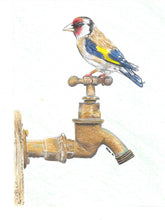 Load image into Gallery viewer, Colourful Goldfinch fine art print
